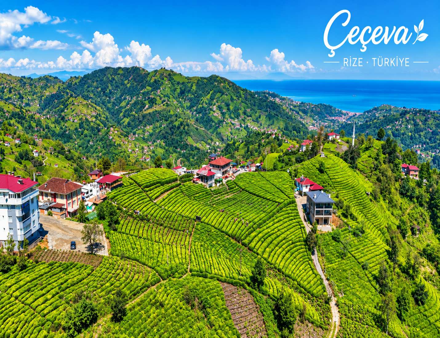Rize Çeçeva Çay Bahçesi